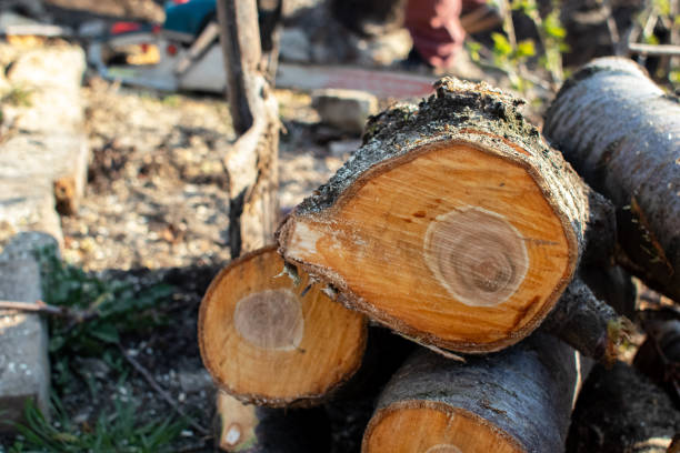 How Our Tree Care Process Works  in  Ricardo, TX